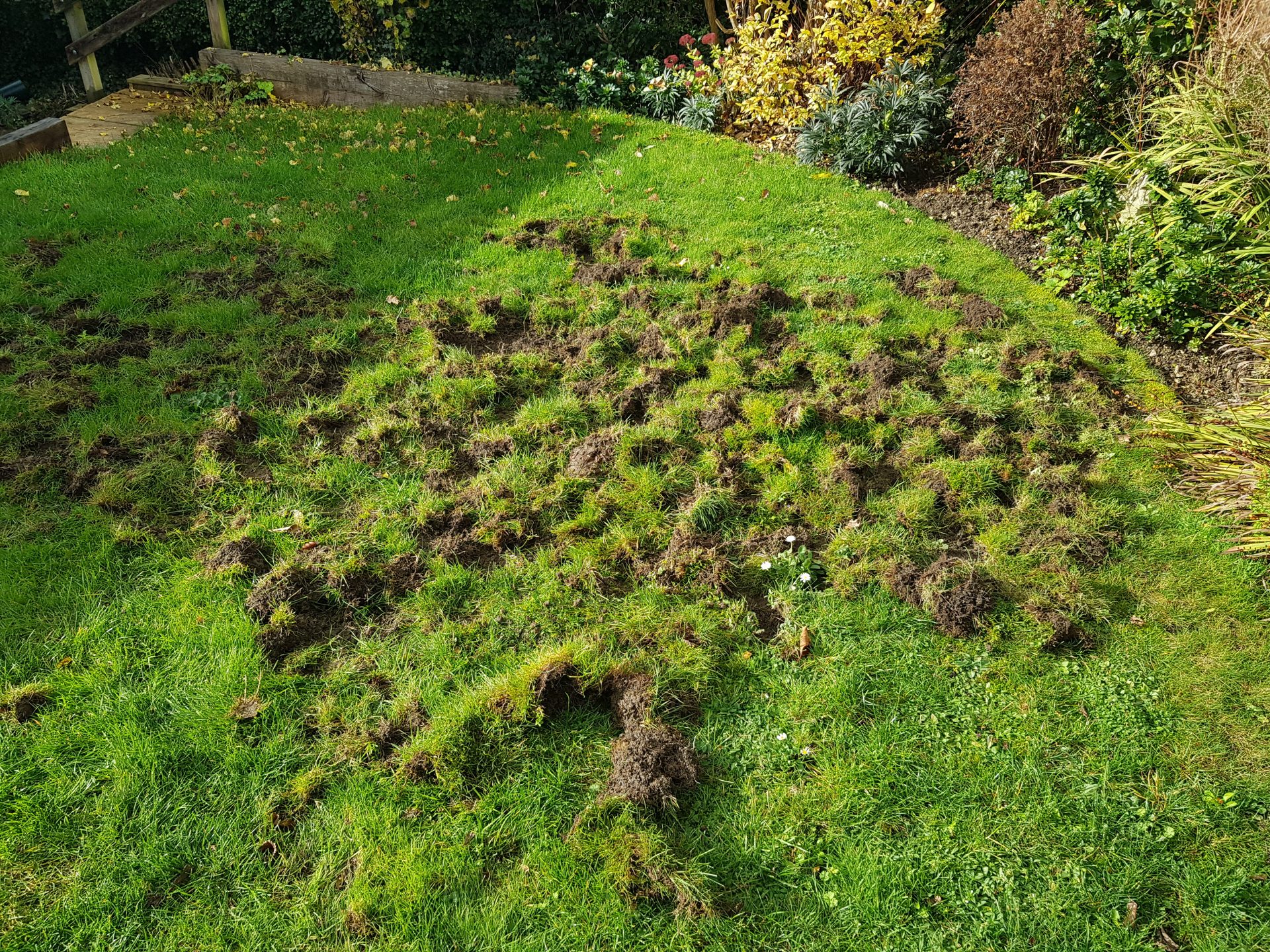 Leatherjacket Control How To Get Rid Of Leatherjackets In A Lawn