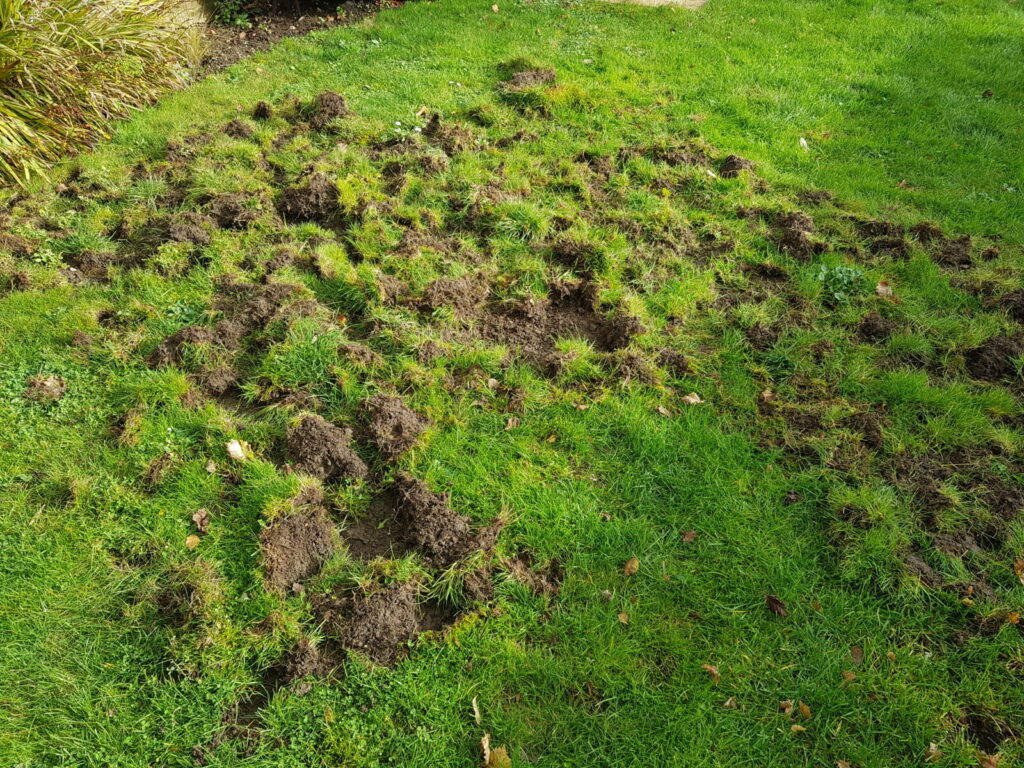 lawn attached by pests