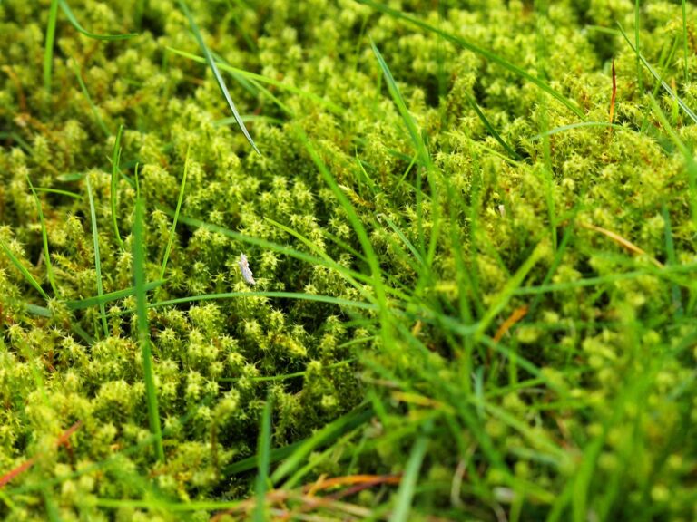 moss lawn download