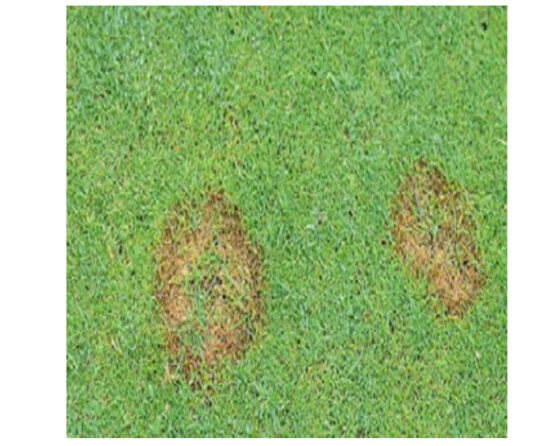 What is Fusarium Fungal Infection - Lawnscience