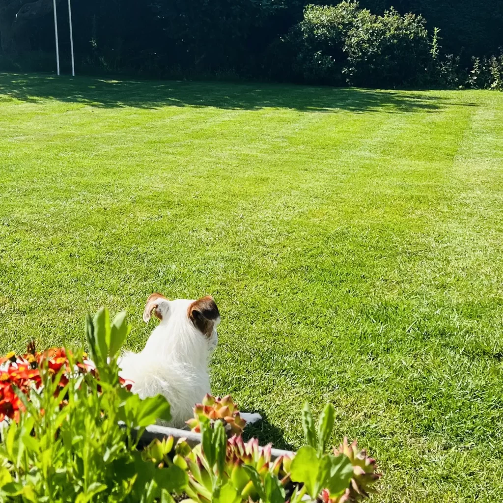 A picture of a dog on a beautiful lawn, Lawnscience Lawn Care Linton